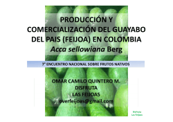 Guayabo del país en Colombia_CQuintero