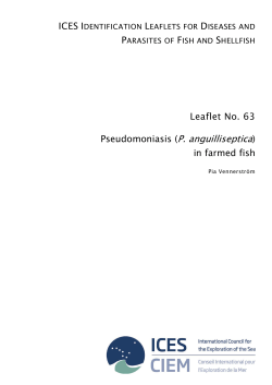 Pseudomoniasis (P. anguilliseptica) in farmed fish