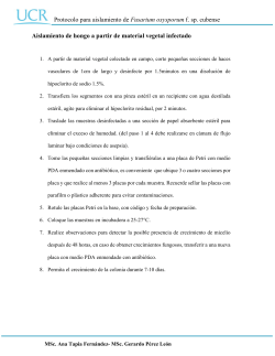 Protocolo para aislamiento de Fusarium oxysporum f. sp. cubense