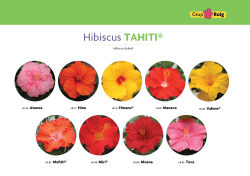 Hibiscus TAHITI® - Grup Roig