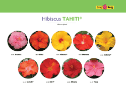 Hibiscus TAHITI&reg; - Grup Roig
