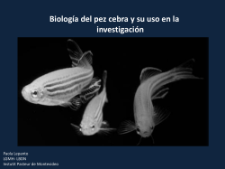Biología del pez cebra y su uso en la investigación