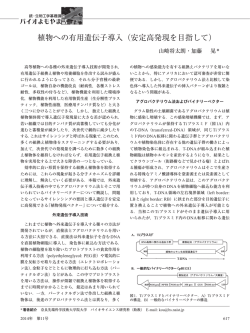 植物への有用遺伝子導入（安定高発現を目指して）