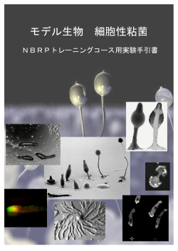 モデル生物 細胞性粘菌 - NBRP nenkin