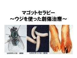 マゴットセラピー ～ウジを使った創傷治療～