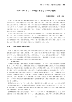 マダイのエドワジェラ症に有効なワクチン開発