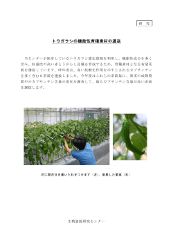 トウガラシの機能性育種素材の選抜(142KB)