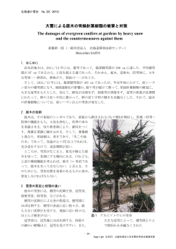 大雪による庭木の常緑針葉樹類の被害と対策 The  - 日本雪氷学会