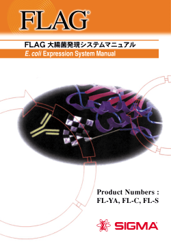 FLAG融合タンパク質の単離