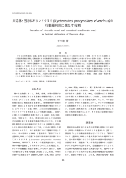 Nyctereutes procynoides viverrinus - 豊田市矢作川研究所