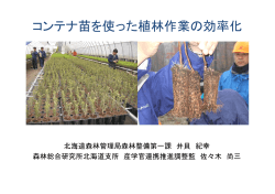 コンテナ苗を使った植林作業の効率化 - 農林水産省