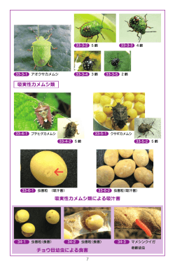 吸実性カメムシ類 吸実性カメムシ類による吸汁害 チョウ目幼虫による食害