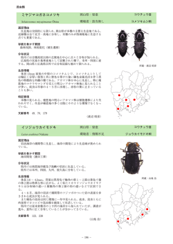 ミヤジマコガネコメツキ イソジョウカイモドキ