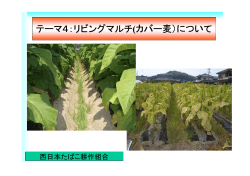 テーマ4：リビングマルチ(カバー麦）について - 西日本たばこ耕作組合