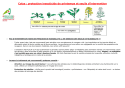 Fiche Colza Ravageurs Printemps 2015 04 15