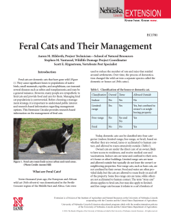 Feral Cats and Their Management