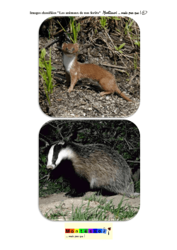 Images classifiées "Les animaux de nos forêts