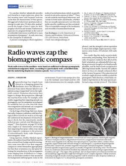 Radio waves zap the biomagnetic compass