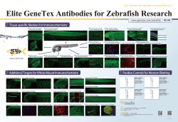 Elite GeneTex Antibodies for Zebrafish Research