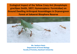 Ecological Impact of the Yellow Crazy Ant (Anoplolepis gracilipes