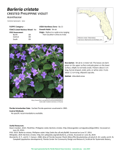Barleria cristata - Florida Natural Areas Inventory