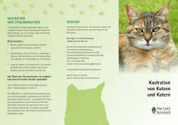 Kastration von Katzen und Katern KontaKt - Gemeinde Fernitz