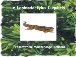 Le Lepidodactylus Lugubris