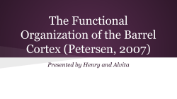 The Functional Organization of the Barrel Cortex (Petersen, 2007)