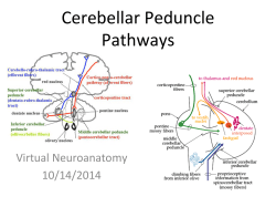 Cerebellar Peduncle Pathways