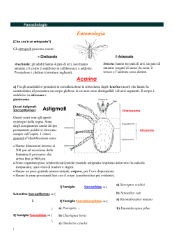 Astigmati Acarina Entomologia