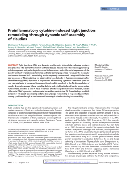 Proinflammatory cytokine-induced tight junction remodeling through