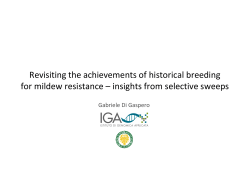 Revisiting the achievements of historical breeding for mildew