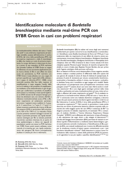 Identificazione molecolare di Bordetella bronchiseptica