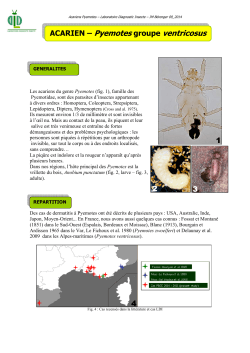 acarien - pyemotes - meuble - Laboratoire de Diagnostic Insecte