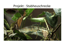 Projekt : Stabheuschrecke