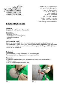 Biopsie Musculaire - Amicale du Chien Loup Tchécoslovaque