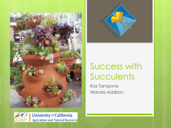 Success With Succulents Handout