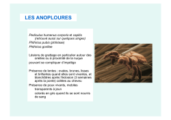 Principaux insectes et autres arthropodes en cause
