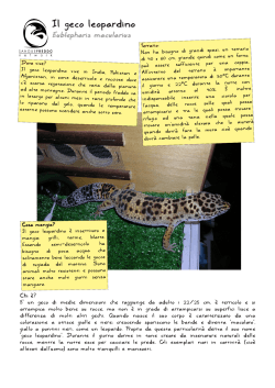 Il geco leopardino - SangueFreddo.Net