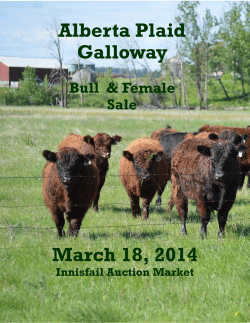 March 18, 2014 Alberta Plaid Galloway