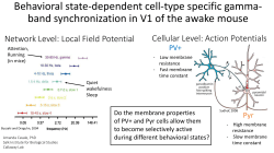 Behavioral state determines cell-type specific gamma-band