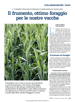 Il frumento, ottimo foraggio per le nostre vacche