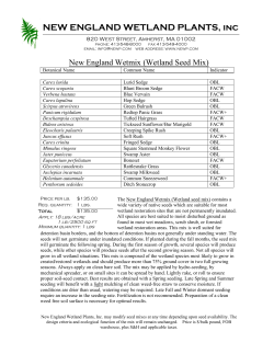Spec Sheet (pdf) - New England Wetland Plants, Inc.