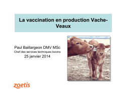 La vaccination en production vache-veau