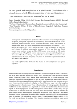 In vitro growth and multiplication of a hybrid orchid
