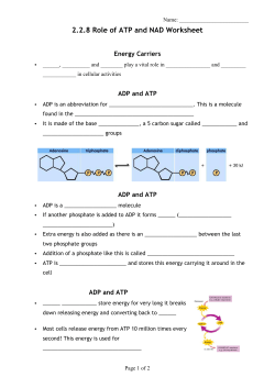 2.2.8 Role of ATP and NAD Worksheet