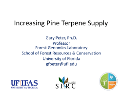Increasing Pine Terpene Supply