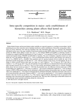 Intra-specific competition in maize: early
