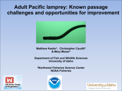 Adult Pacific lamprey: Known passage challenges and