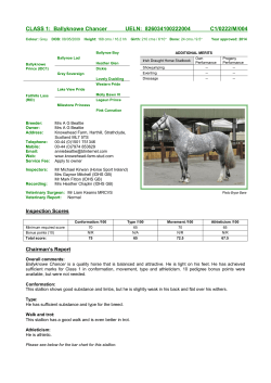 Ballyknowe Chancer - Irish Draught Horse Society